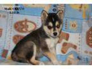 Alaskan Klee Kai Puppy for sale in Tina, MO, USA