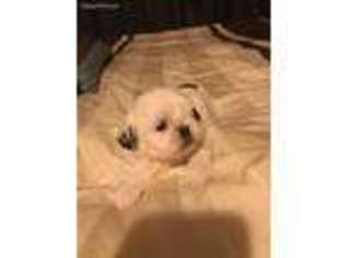 Mutt Puppy for sale in Milpitas, CA, USA