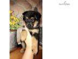 German Shepherd Dog Puppy for sale in Dayton, OH, USA