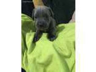 Cane Corso Puppy for sale in Allentown, PA, USA