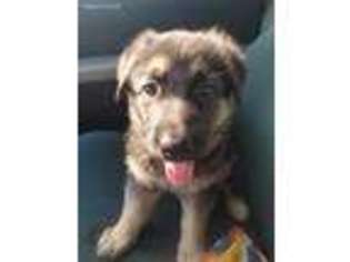 German Shepherd Dog Puppy for sale in Andrews, SC, USA