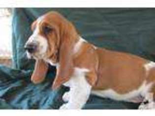 Basset Hound Puppy for sale in SUN CITY, AZ, USA