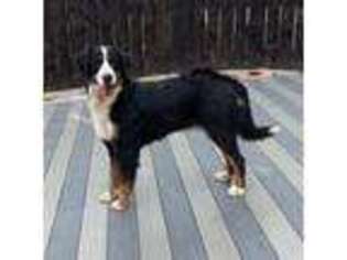 Bernese Mountain Dog Puppy for sale in Baldwin, NY, USA