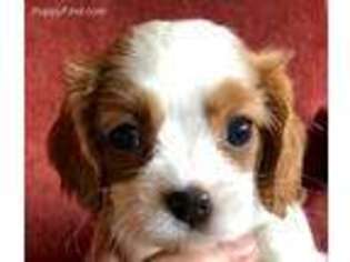 Cavalier King Charles Spaniel Puppy for sale in San Diego, CA, USA