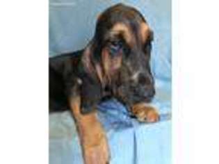 Bloodhound Puppy for sale in Watsonville, CA, USA