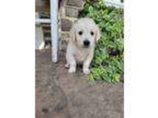 Golden Retriever Puppy for sale in Hagerstown, MD, USA