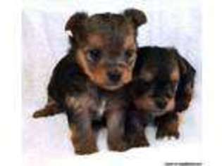 Yorkshire Terrier Puppy for sale in COLUMBIA, TN, USA