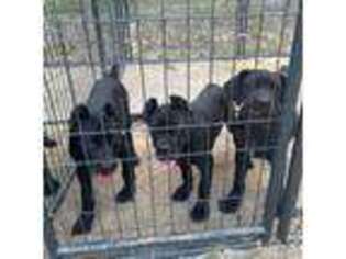 Cane Corso Puppy for sale in Sand Springs, OK, USA