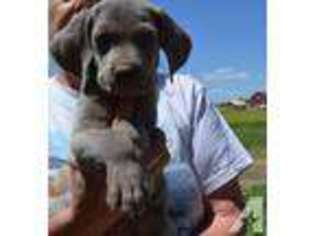 Weimaraner Puppy for sale in PEYTON, CO, USA