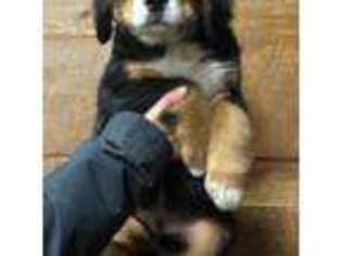 Bernese Mountain Dog Puppy for sale in Mayville, MI, USA