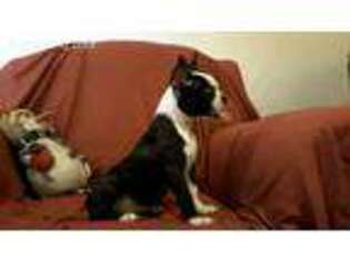 Boston Terrier Puppy for sale in Tucson, AZ, USA