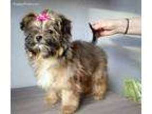 Russian Tsvetnaya Bolonka Puppy for sale in Palm Springs, CA, USA