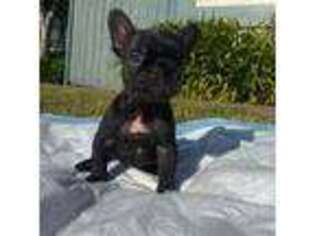 French Bulldog Puppy for sale in San Jose, CA, USA