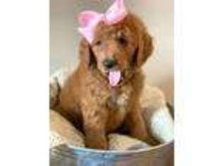 Goldendoodle Puppy for sale in Zeeland, MI, USA