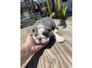 Bulldog Puppy for sale in Manor, TX, USA