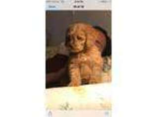Goldendoodle Puppy for sale in Freehold, NJ, USA