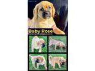 Puggle Puppy for sale in Rotterdam, NY, USA