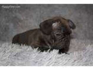 French Bulldog Puppy for sale in Chantilly, VA, USA