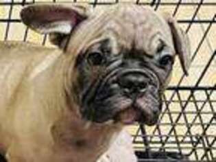French Bulldog Puppy for sale in Catonsville, MD, USA