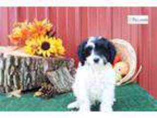 Cavapoo Puppy for sale in Battle Creek, MI, USA