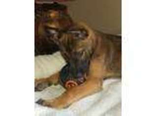 Belgian Malinois Puppy for sale in Indianapolis, IN, USA