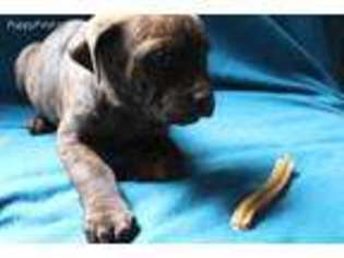 Boerboel Puppy for sale in Dalton, OH, USA