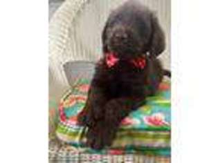 Labradoodle Puppy for sale in Yuba City, CA, USA