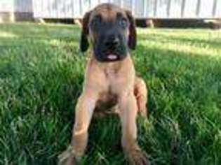Great Dane Puppy for sale in Loogootee, IN, USA