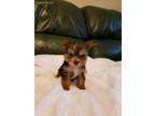 Yorkshire Terrier Puppy for sale in Plano, TX, USA