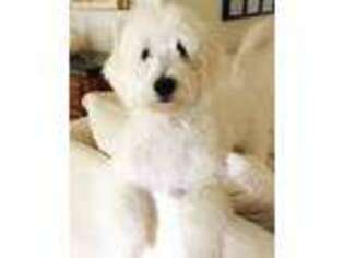 Goldendoodle Puppy for sale in Louisburg, MO, USA