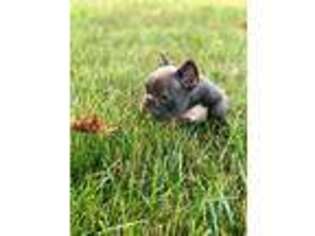 French Bulldog Puppy for sale in Grand Saline, TX, USA