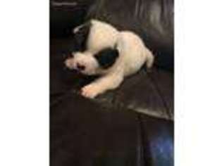 Akita Puppy for sale in Carlton, GA, USA