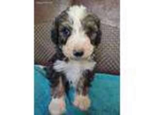 Bernese Mountain Dog Puppy for sale in Puryear, TN, USA