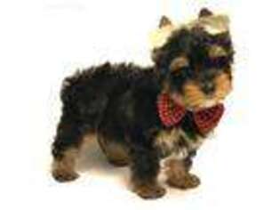 Yorkshire Terrier Puppy for sale in Ranchita, CA, USA