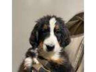 Bernese Mountain Dog Puppy for sale in Reno, NV, USA