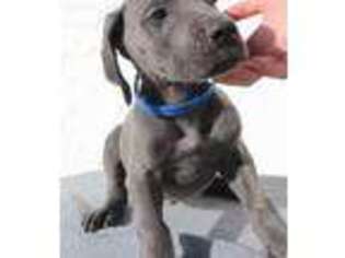 Great Dane Puppy for sale in Laverne, OK, USA