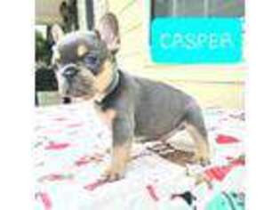 French Bulldog Puppy for sale in Pascagoula, MS, USA