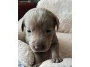 Labrador Retriever Puppy for sale in Russell, IA, USA