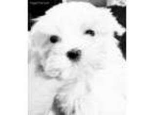 Maltese Puppy for sale in West Orange, NJ, USA