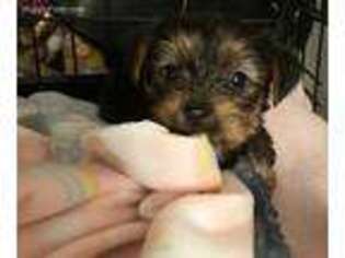 Yorkshire Terrier Puppy for sale in Lombard, IL, USA