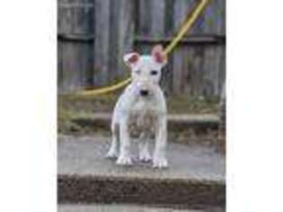 Bull Terrier Puppy for sale in Richland, MI, USA