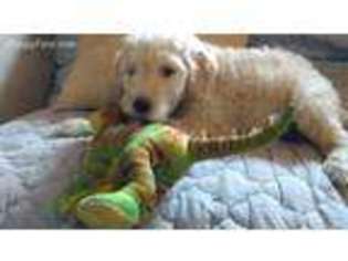 Labradoodle Puppy for sale in Burlington, KY, USA