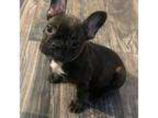 French Bulldog Puppy for sale in Saint Charles, IL, USA