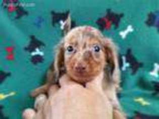 Dachshund Puppy for sale in Batesburg, SC, USA