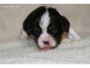 Cavalier King Charles Spaniel Puppy for sale in Winona, MN, USA