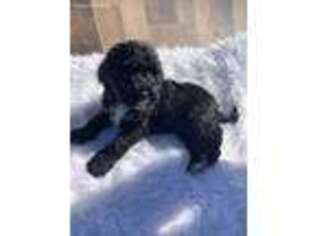 Mutt Puppy for sale in Indian Valley, ID, USA