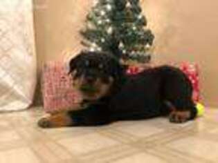 Rottweiler Puppy for sale in Odon, IN, USA