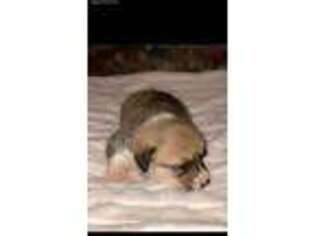 Pembroke Welsh Corgi Puppy for sale in Omaha, AR, USA