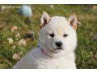 Shiba Inu Puppy for sale in Milford, NE, USA