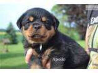 Rottweiler Puppy for sale in Milwaukee, WI, USA